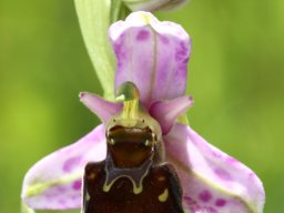 Ophrys_fuciflora